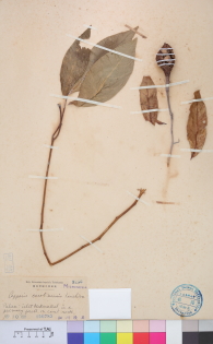 Specimen thumbnail
